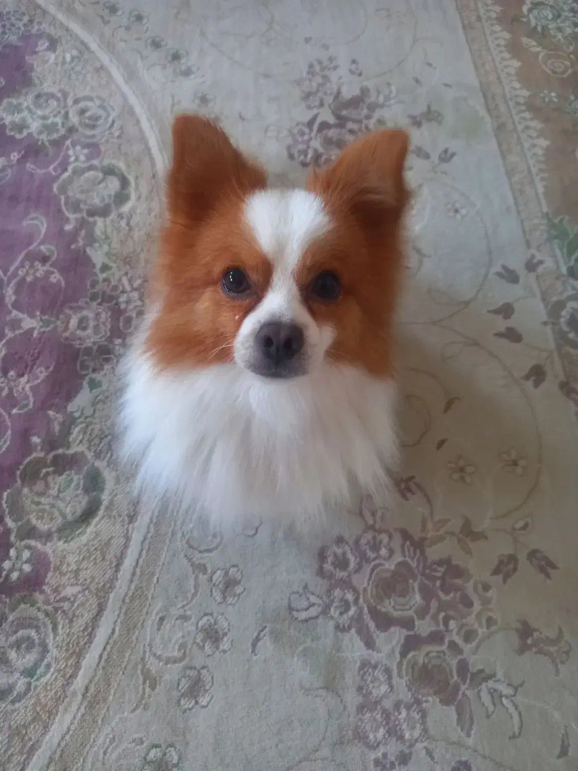 سگ نر بسیار زیبا آماده جفت گیری اول توضیحات|سگ|خرمآباد, |دیوار