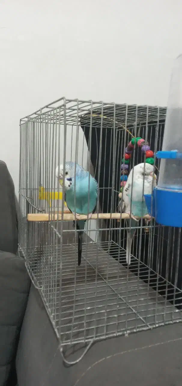 جفت مرغ عشق|پرنده|تهران, مهرآباد جنوبی|دیوار