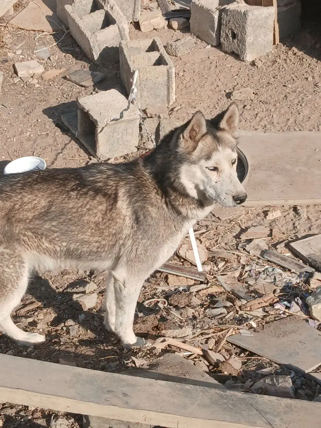 سگ هاسکی|سگ|اصفهان, دنارت|دیوار