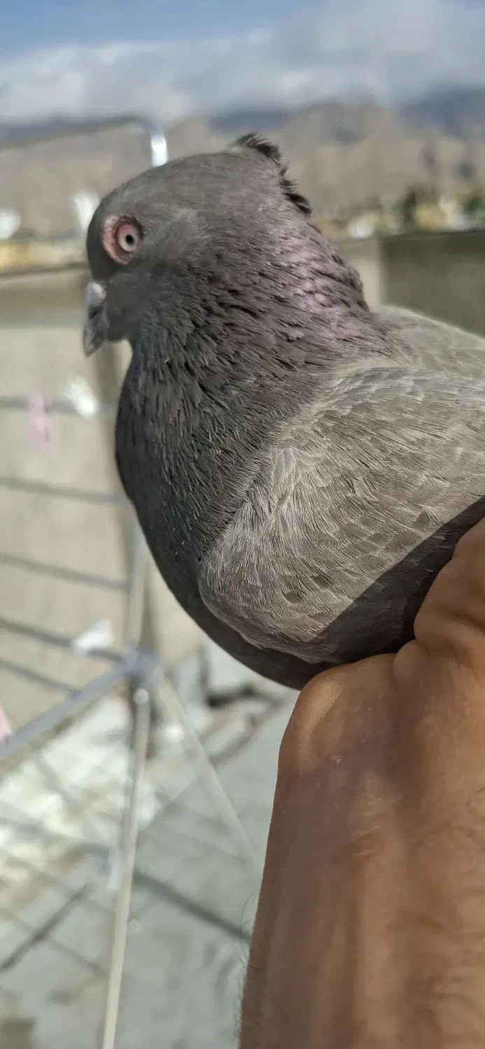 قهوه دم سفید شمک تخت دوازده دم|پرنده|جنت, |دیوار