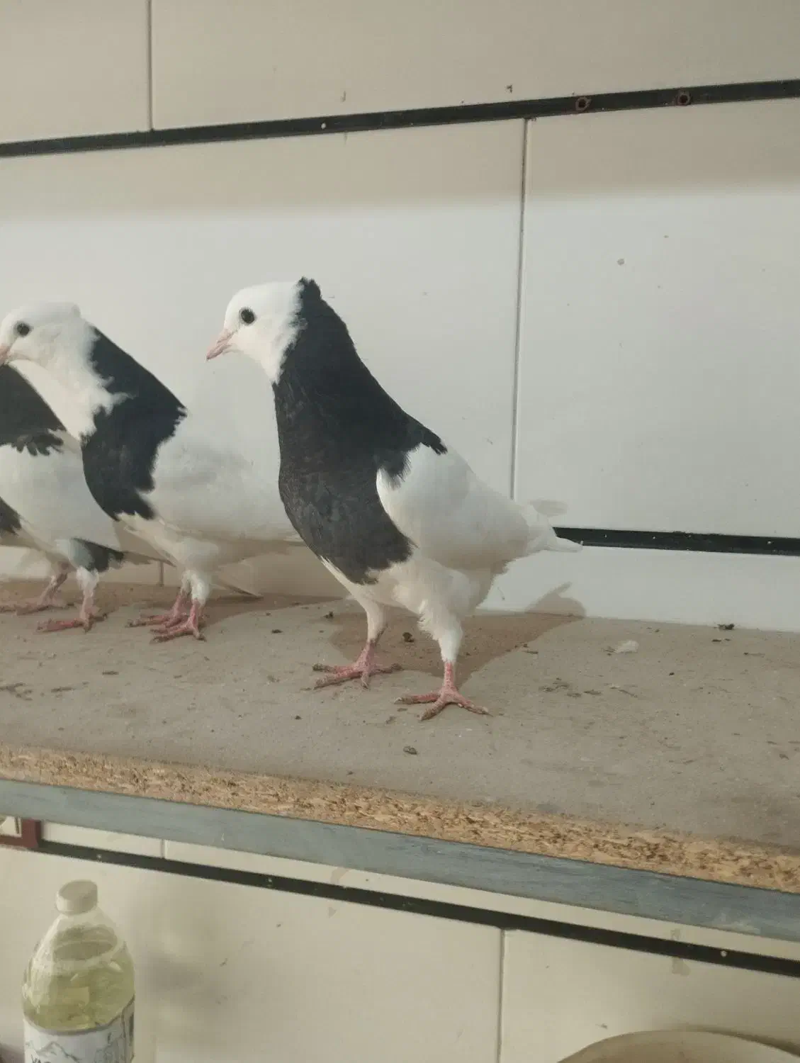 کفتر موقلف|پرنده|اقبالیه, |دیوار