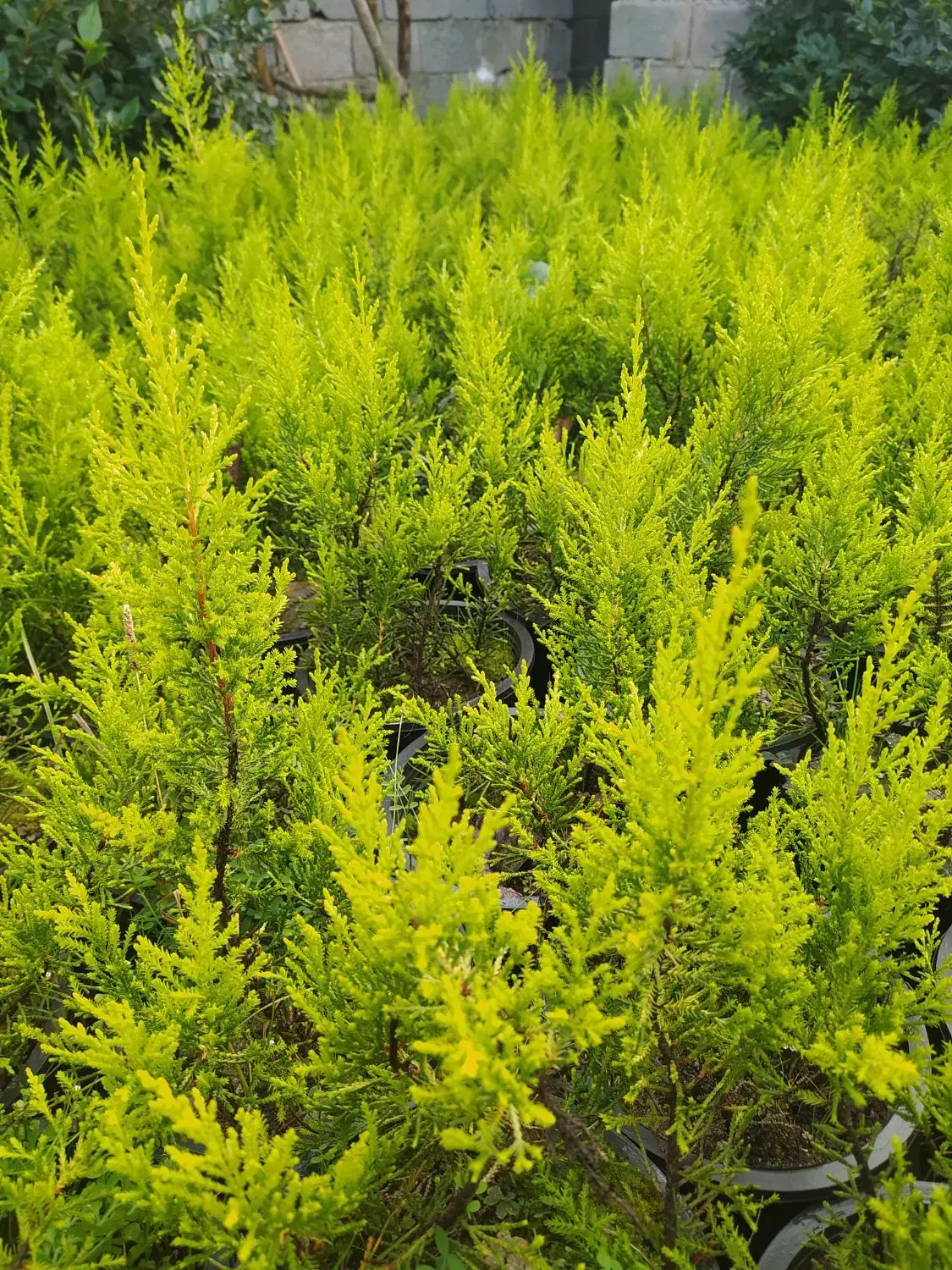 لاوسون|خدمات باغبانی و درختکاری|شیرود, |دیوار