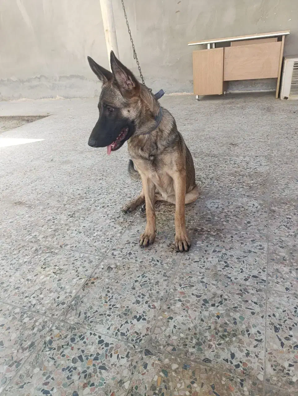 سگ مالنیوز|سگ|بندرعباس, |دیوار