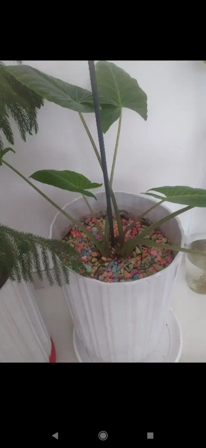 گل بابا ادم|گل و گیاه طبیعی|پیرانشهر, |دیوار