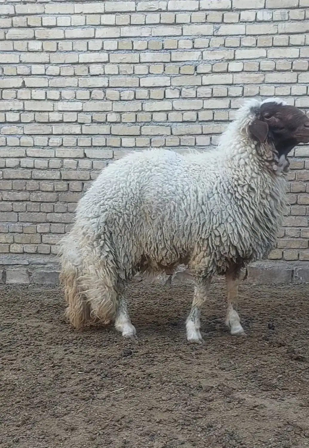 بره قوچ سنجابی|حیوانات مزرعه|کرمانشاه, |دیوار