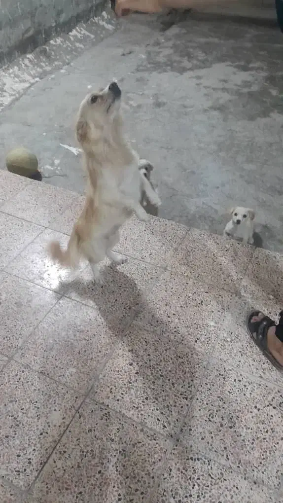 واگذاری سگ پامر روباهی معاوضه با پرنده یا چیزی دیگ|سگ|مسجد سلیمان, |دیوار