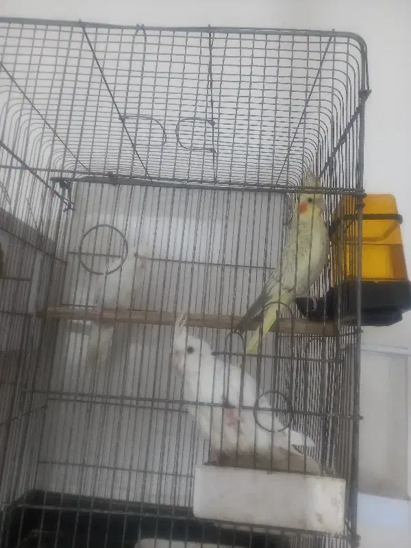 سه عروس هلندی ۸ماه|پرنده|آبادان, |دیوار