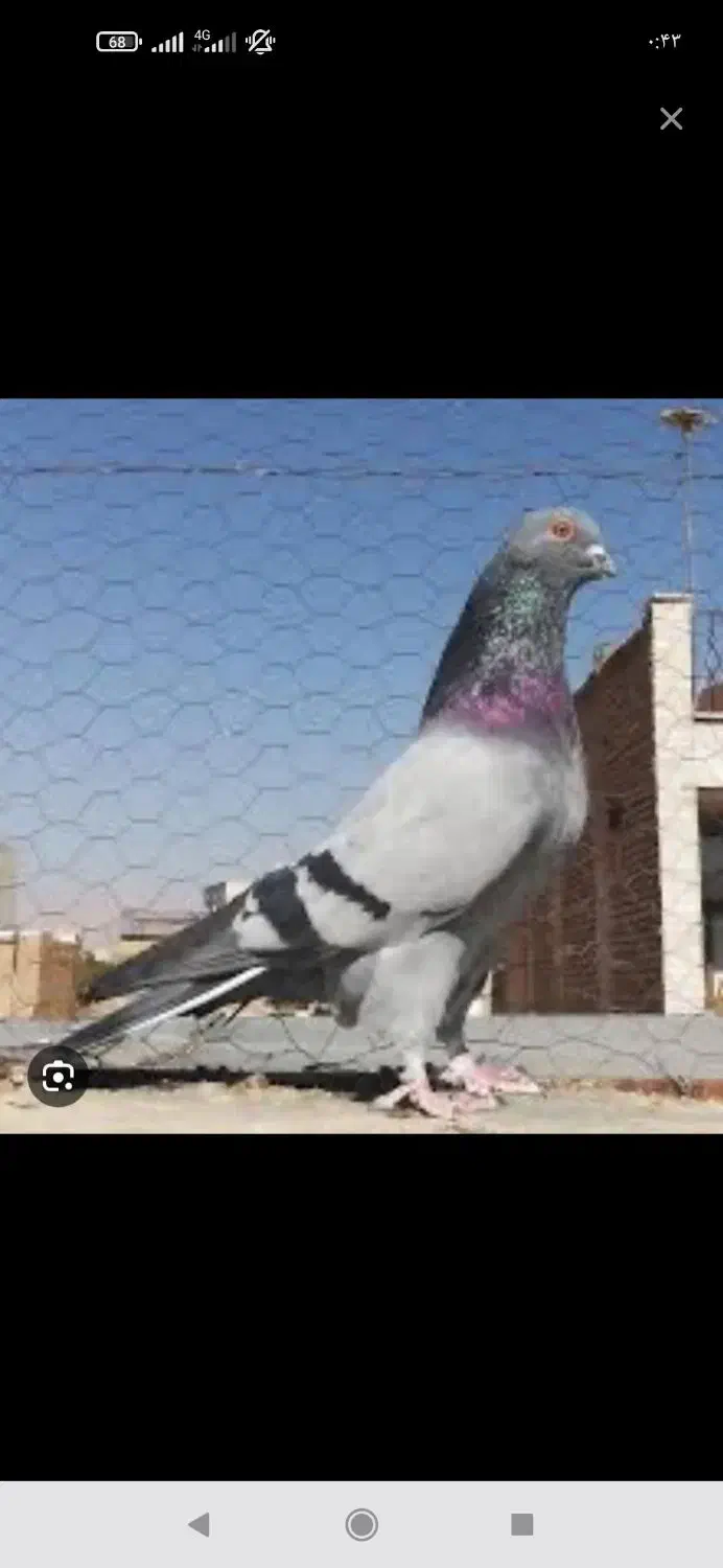 کفتر|پرنده|شیراز, دارالرحمه|دیوار