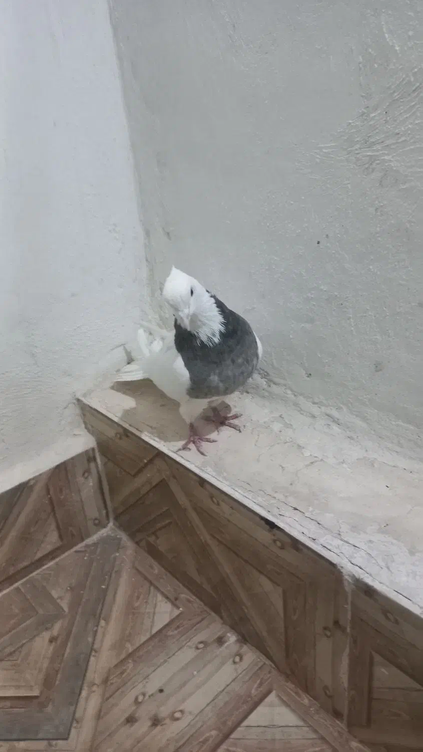 طوقی نر|پرنده|مبارکه, |دیوار