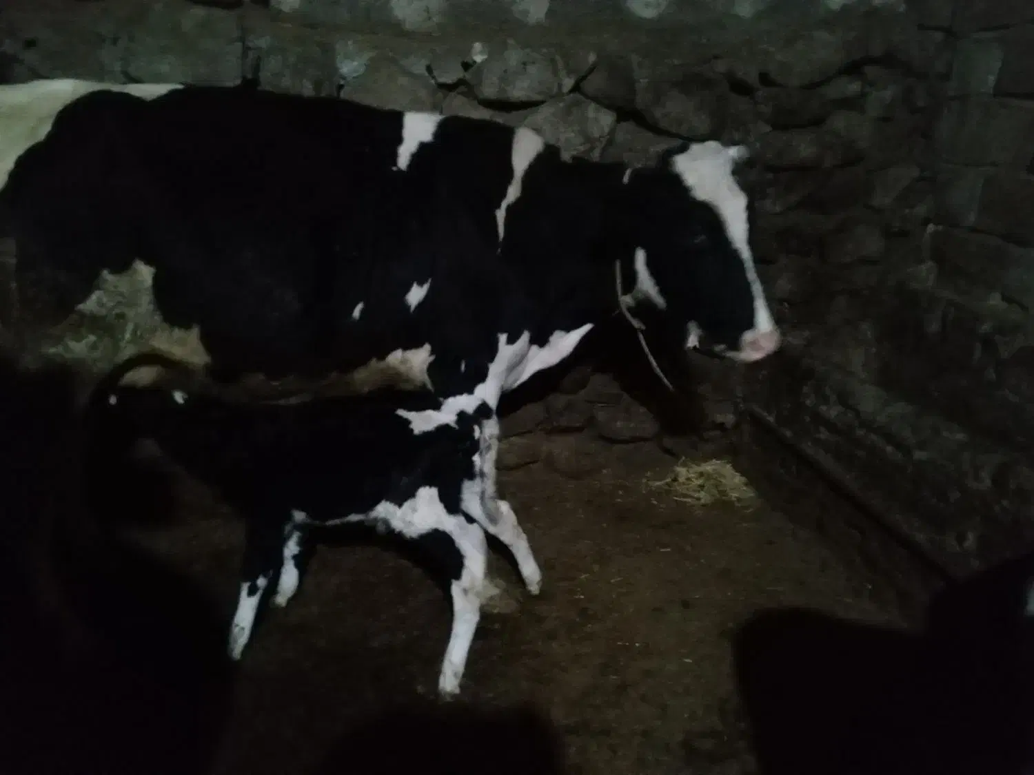 گاو|حیوانات مزرعه|سراب, |دیوار