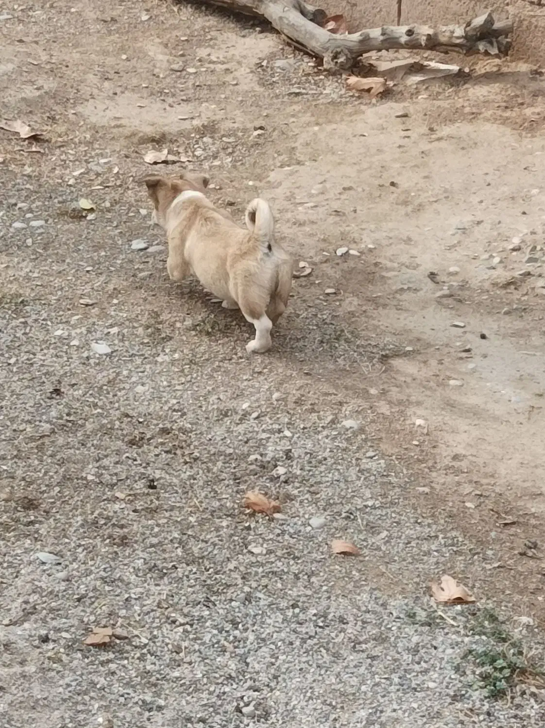 ...|سگ|کرمانشاه, |دیوار