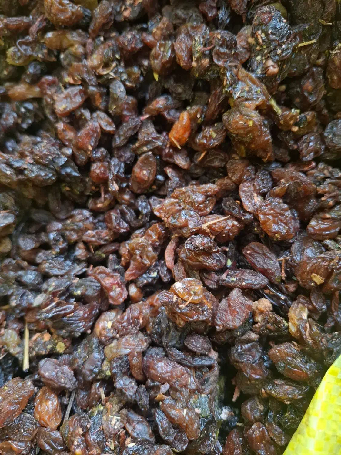 کشمش پاک شده عسکری کیسه 30 کیلو|خوردنی و آشامیدنی|کوار, |دیوار