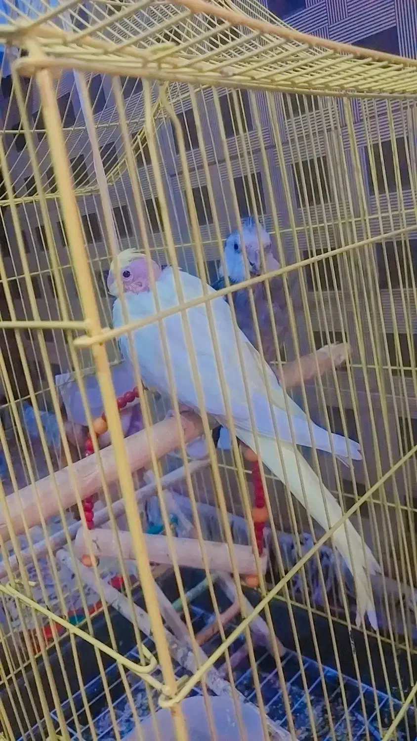 عروس هلندی|پرنده|کاشان, ملاصدرا|دیوار