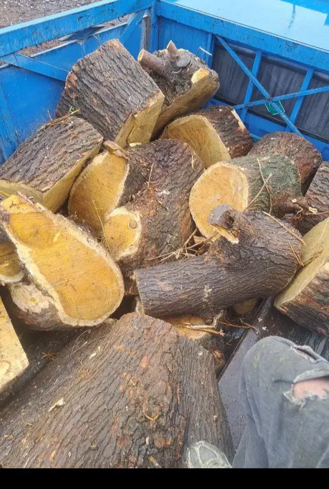 خرید و فروش انواع چوب|خدمات باغبانی و درختکاری|کوهدشت, |دیوار