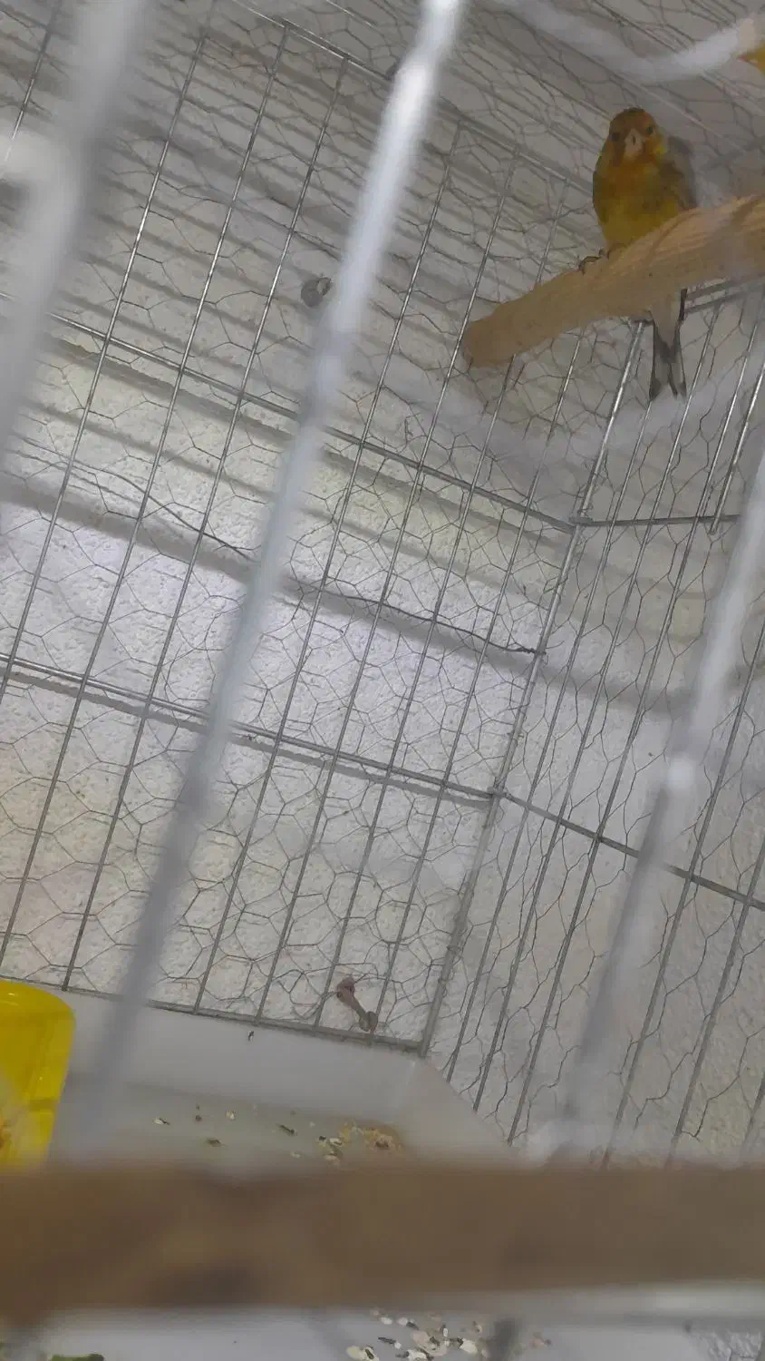 فروش یک جفت فنچ نرگسی و یک عدد سهره قناری ماده|پرنده|خرمدره, |دیوار
