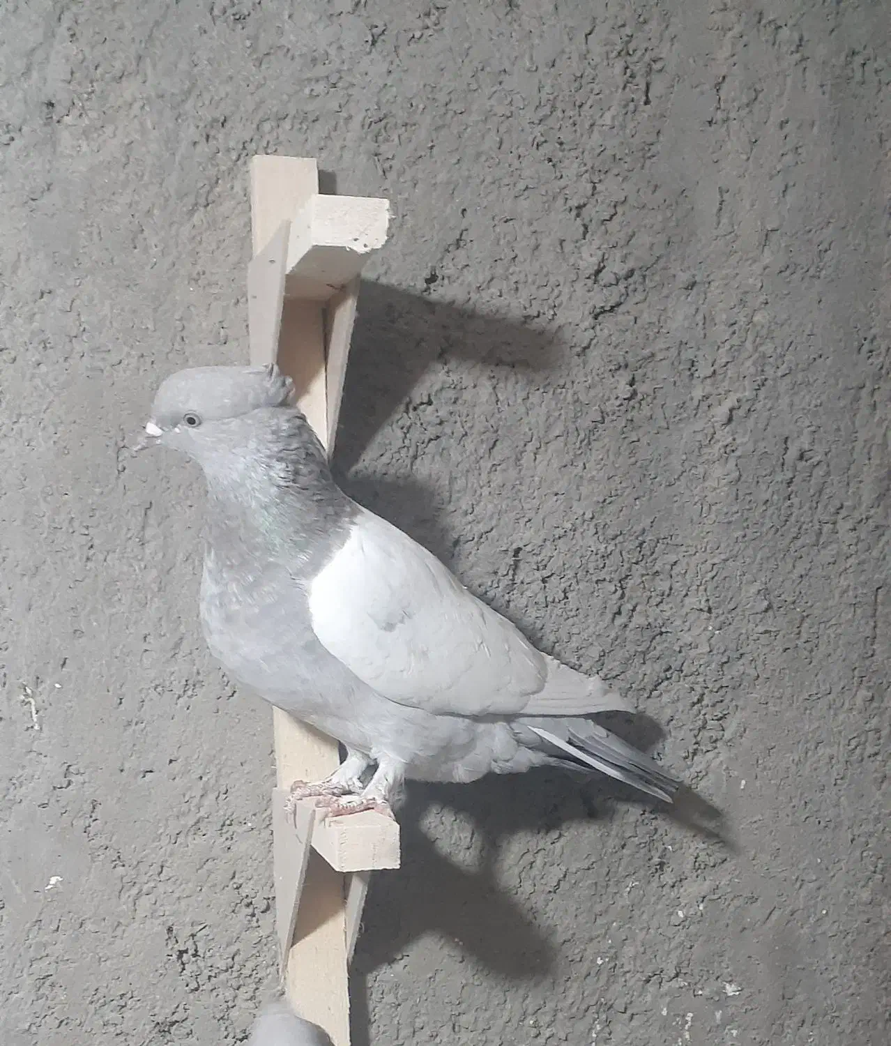 ماده سینه سوسنی|پرنده|شیراز, حومه شیراز|دیوار