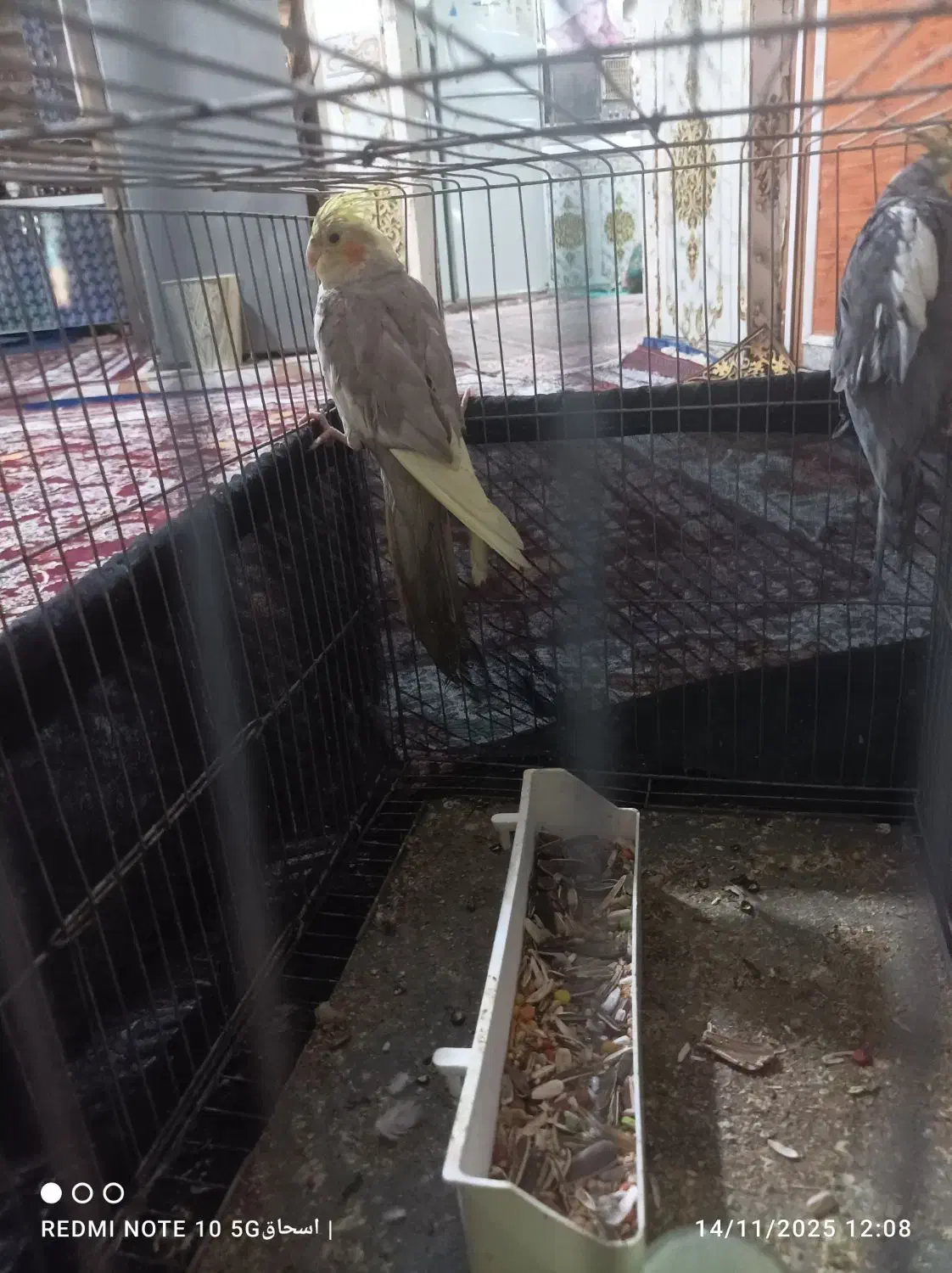 جفت عروس پاریس|پرنده|حمیدیه, |دیوار