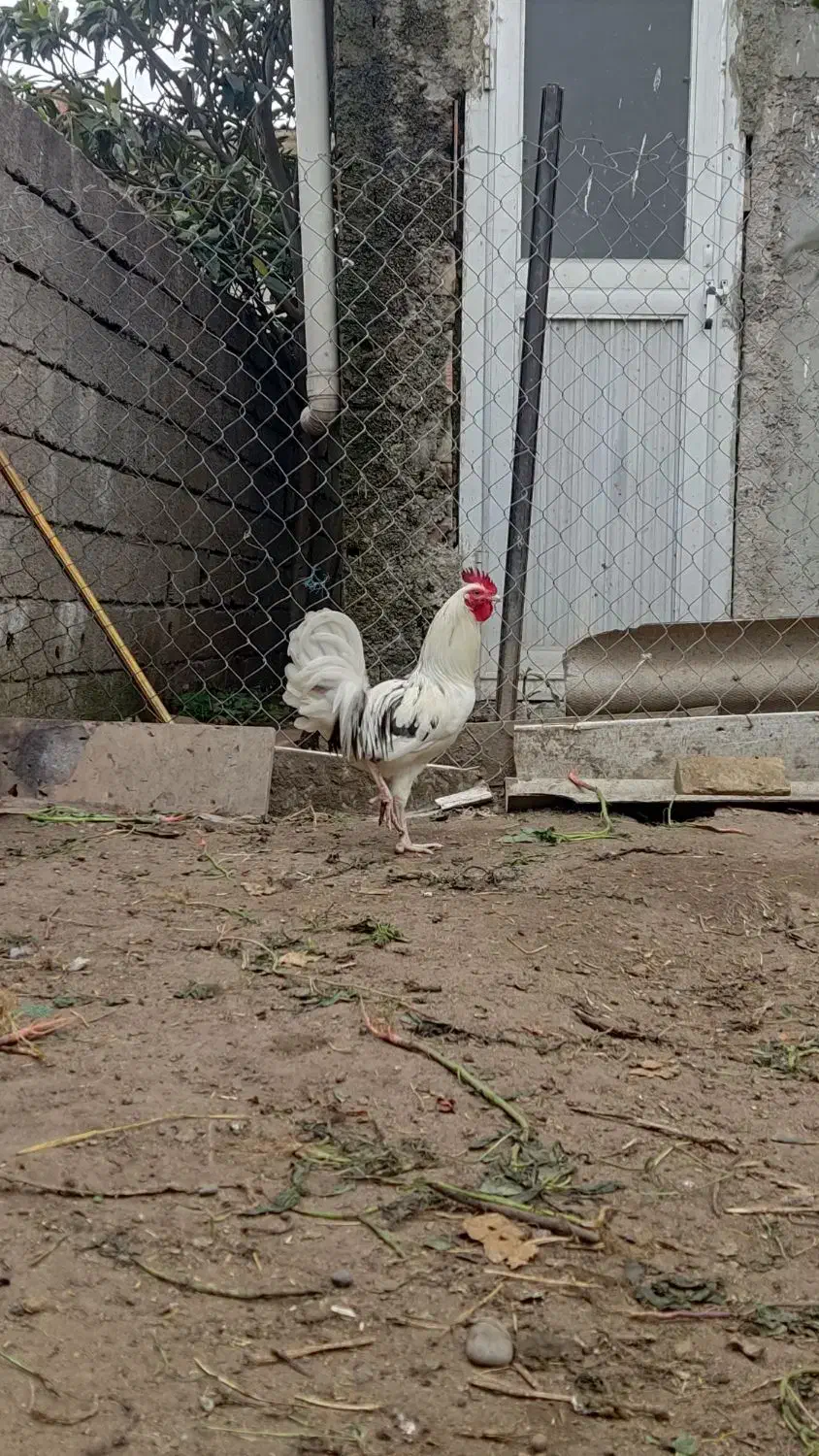 خروس گلین جوون|حیوانات مزرعه|چالوس, |دیوار