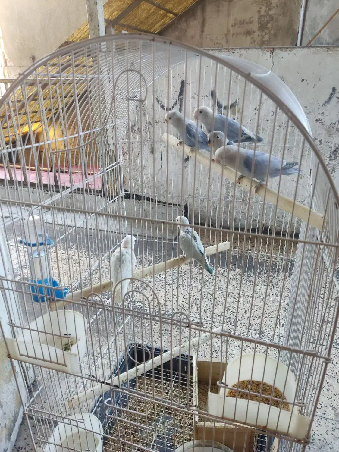 طوطی برزیلی رنگ خواص|پرنده|رشت, بازار|دیوار