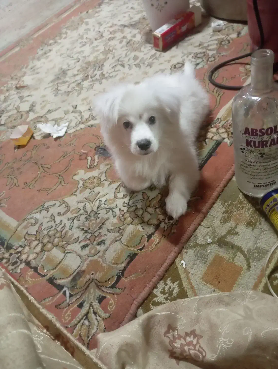 توله ۹ ماهه پامر مالتیز|سگ|فردیس, فردیس|دیوار