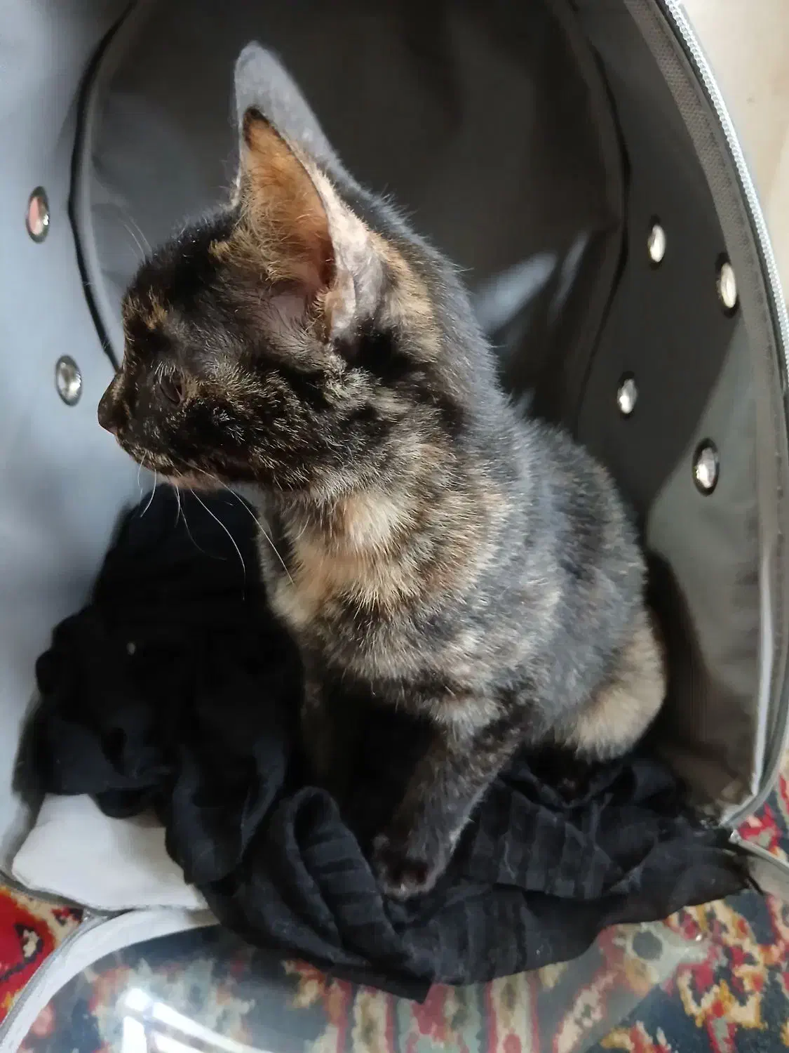 گربه|گربه|گرگان, |دیوار