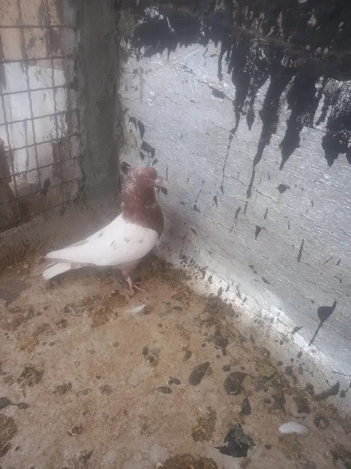 کبوتر|پرنده|جونقان, |دیوار