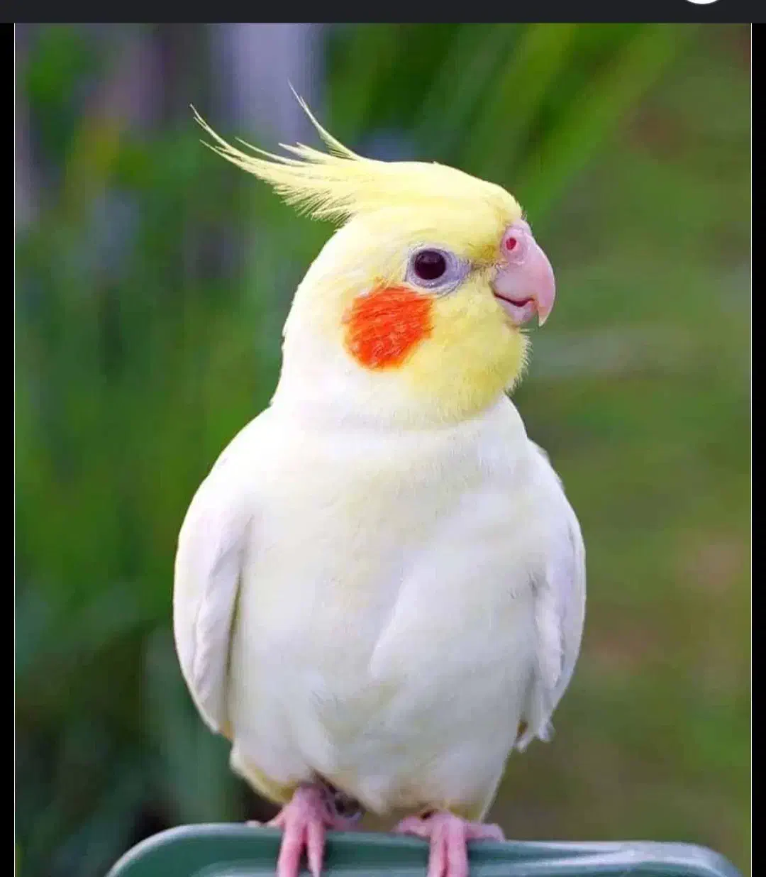 عروس هلندی گم شده|حیوانات|ایلام, |دیوار