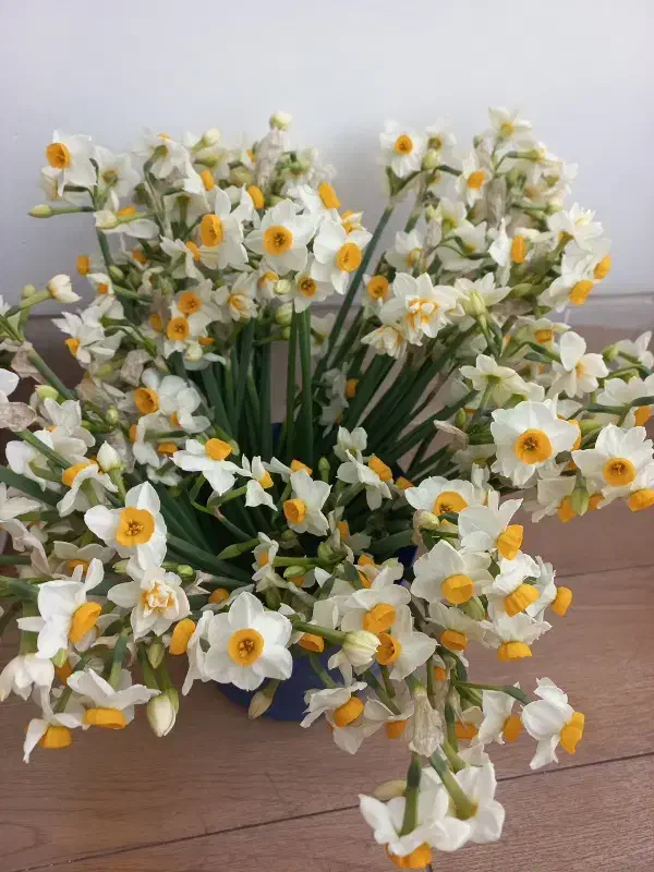 گل نرگس|گل و گیاه طبیعی|فسا, |دیوار