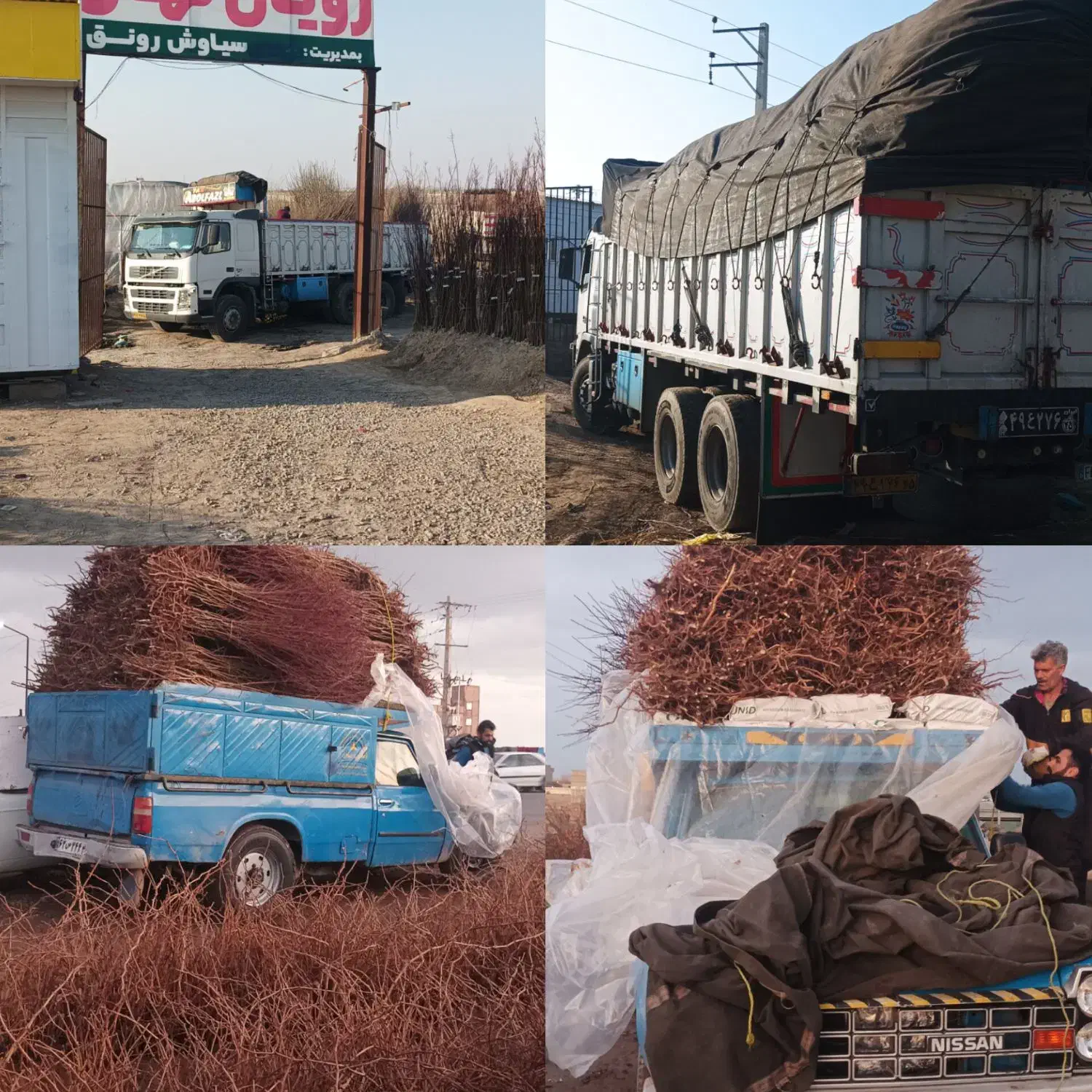 نهال گلابی آنجو|گل و گیاه طبیعی|کوهنجان, |دیوار