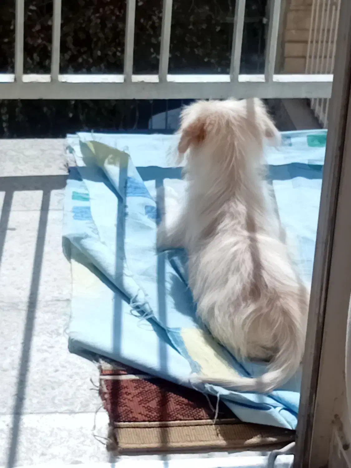 سگ خیلی دانا|سگ|تهران, جنت‌آباد مرکزی|دیوار