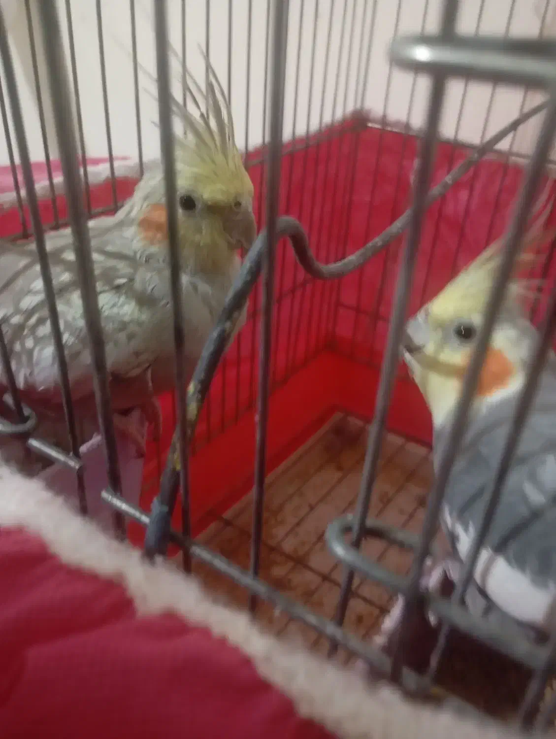 عروس هلندی|پرنده|برخوار, |دیوار