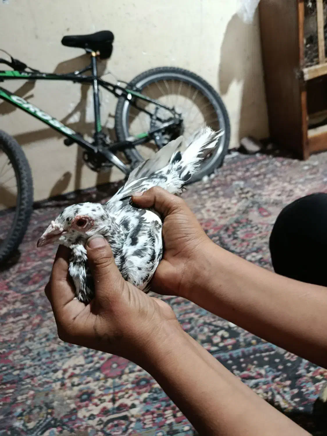 سور پلاکی مسافتی|پرنده|بم, |دیوار