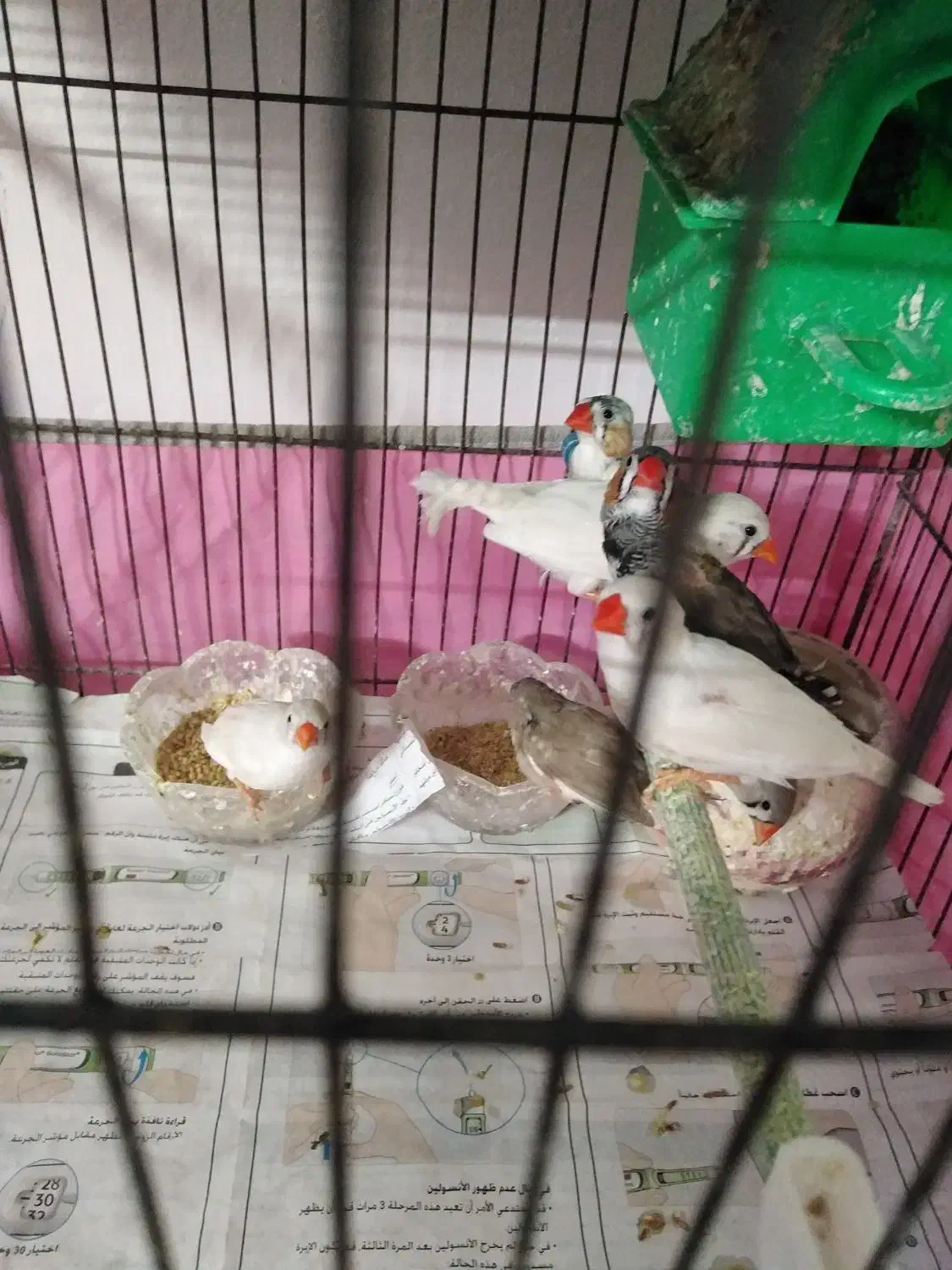 فنچ|پرنده|مشهد, نکاح|دیوار