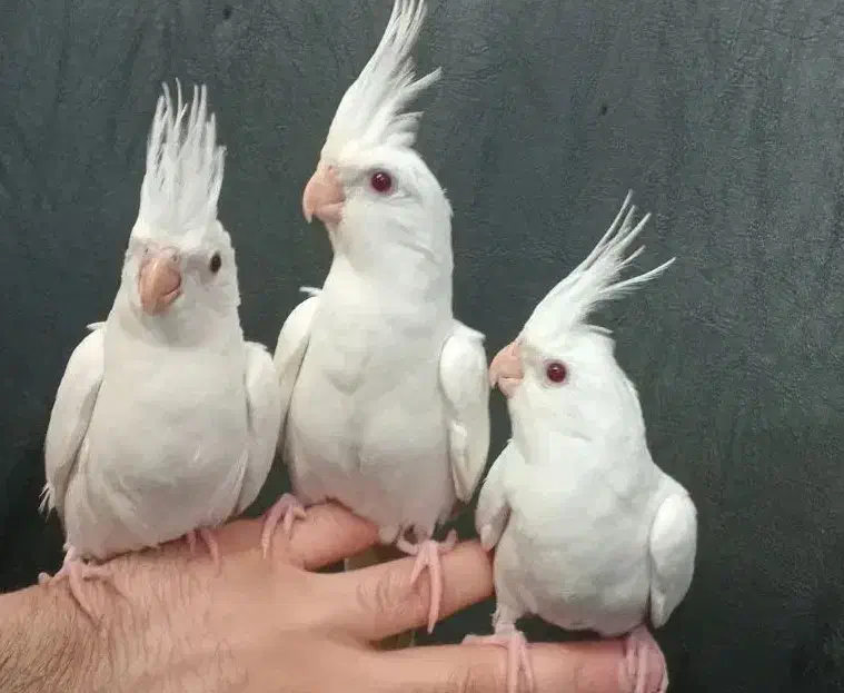 طوطی کوکاتیل رام سخنگو|پرنده|رشت, نامجو|دیوار