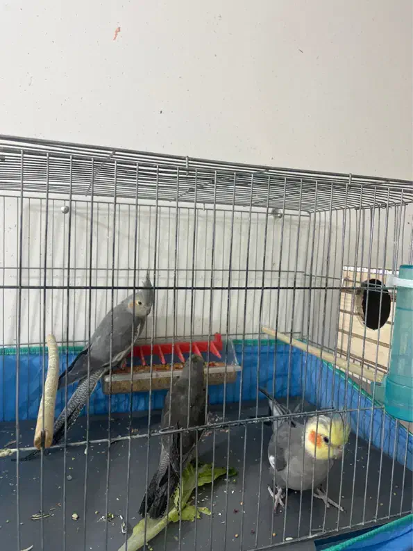 پرنده|پرنده|سیرجان, |دیوار