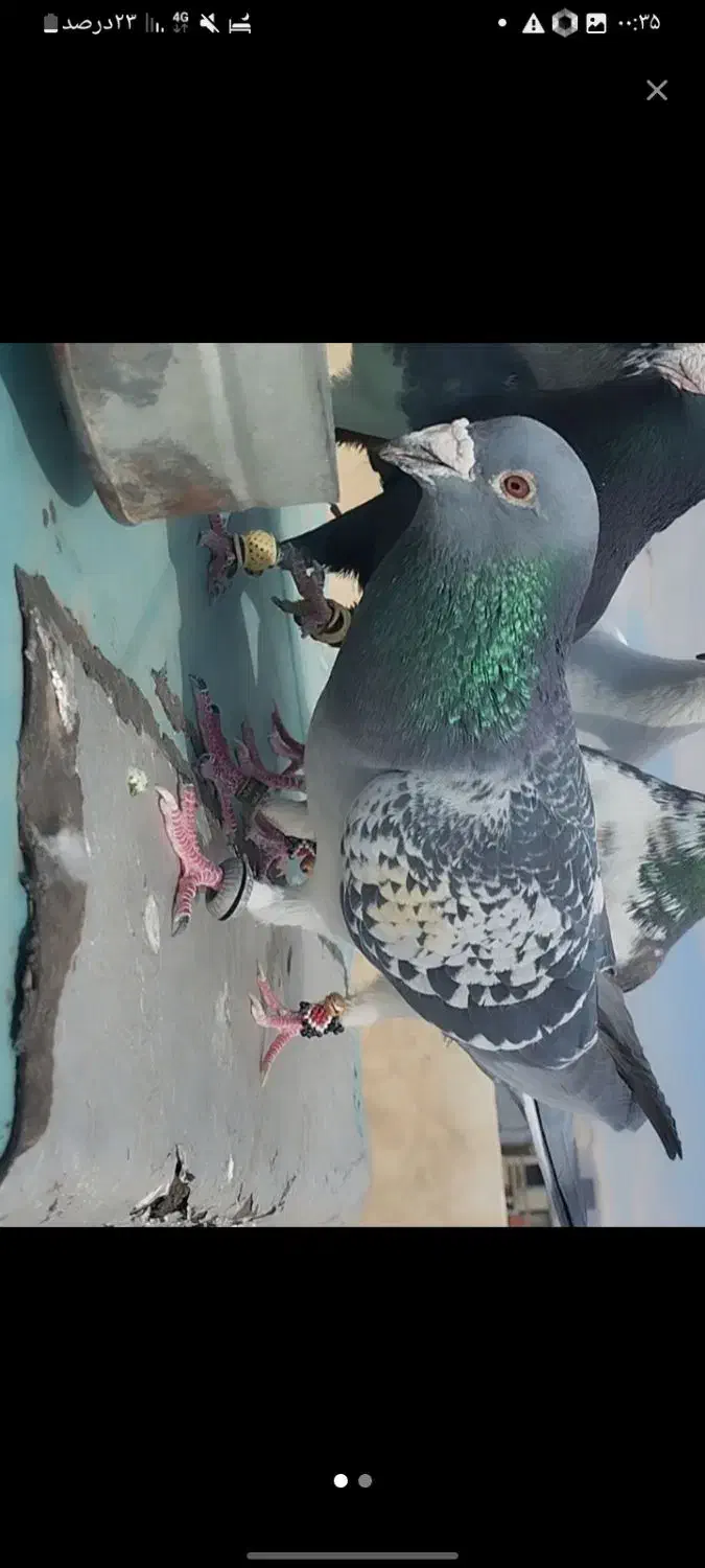 پلاکی پرشی|پرنده|شیراز, کوشک میدان|دیوار