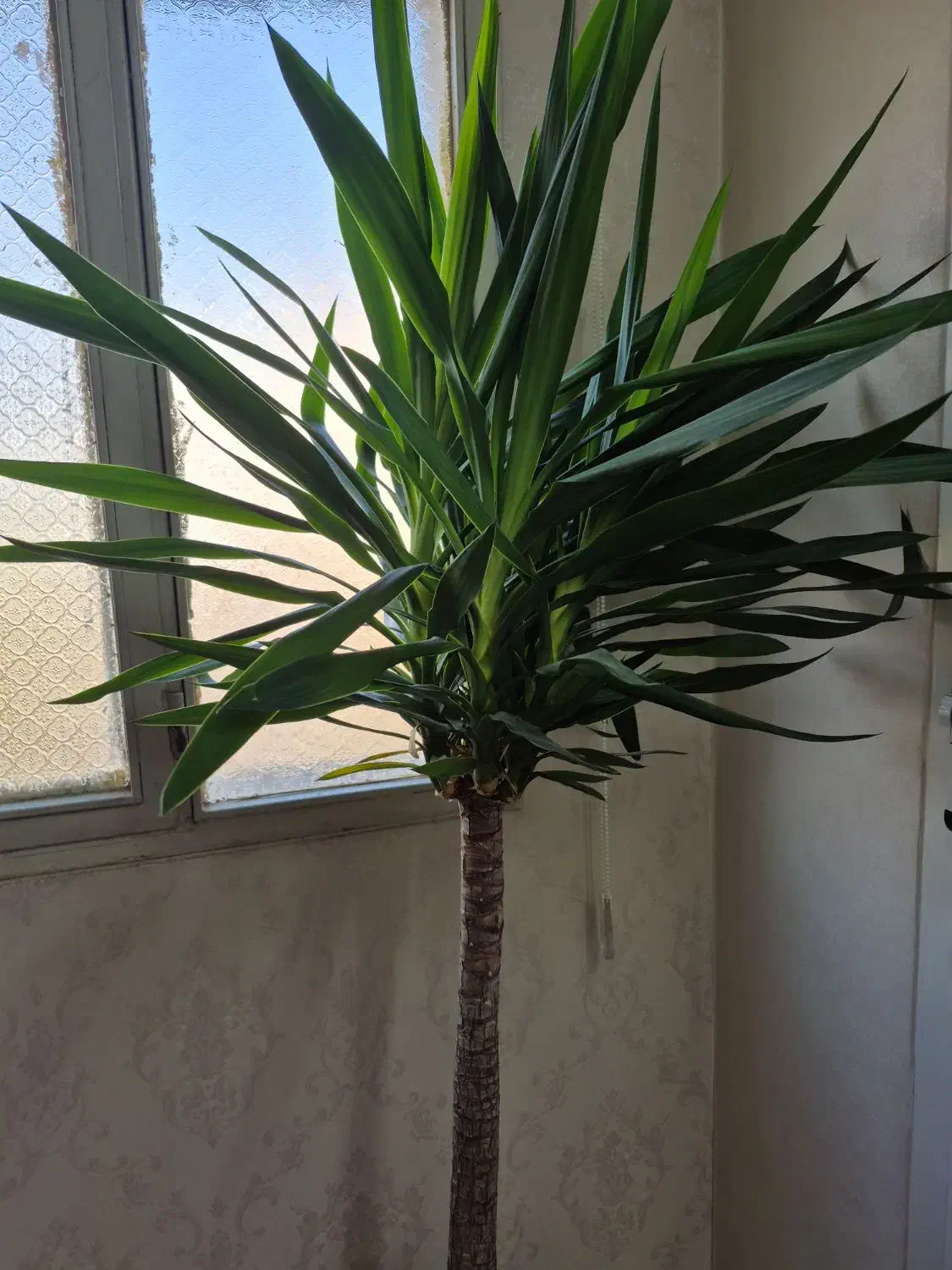 گل یوکا|گل و گیاه طبیعی|تهران, مطهری|دیوار