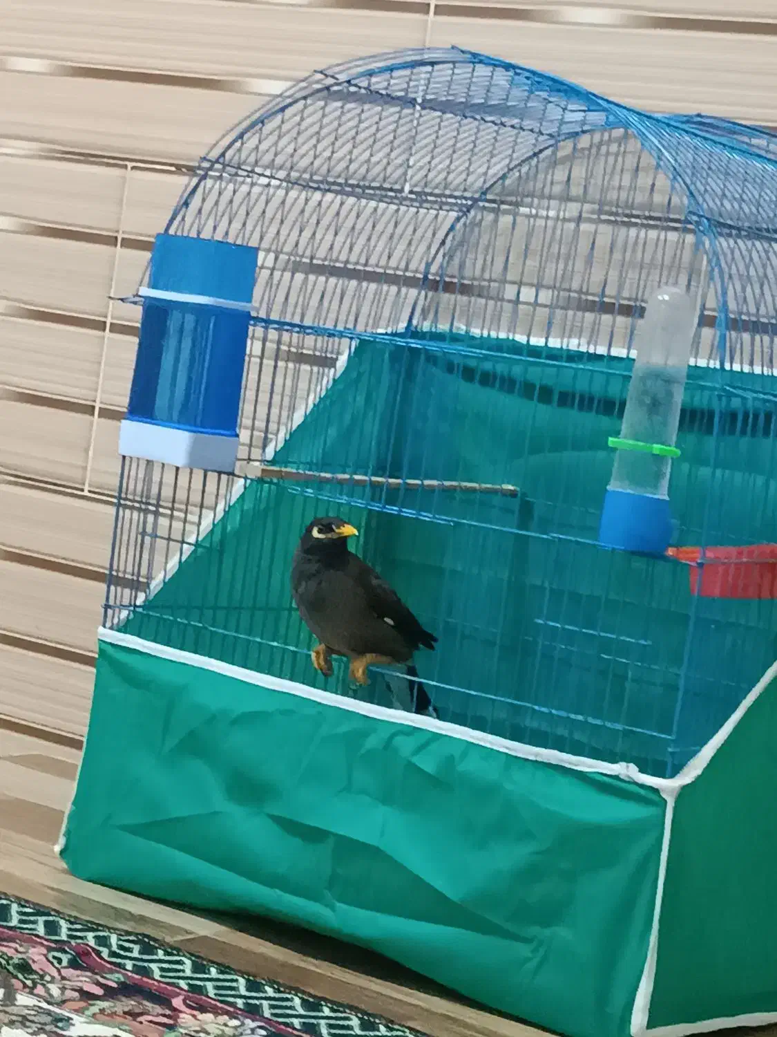 مرغ مینا|پرنده|بم, |دیوار