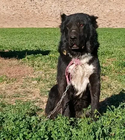 واگذاری|سگ|شهرکرد, |دیوار