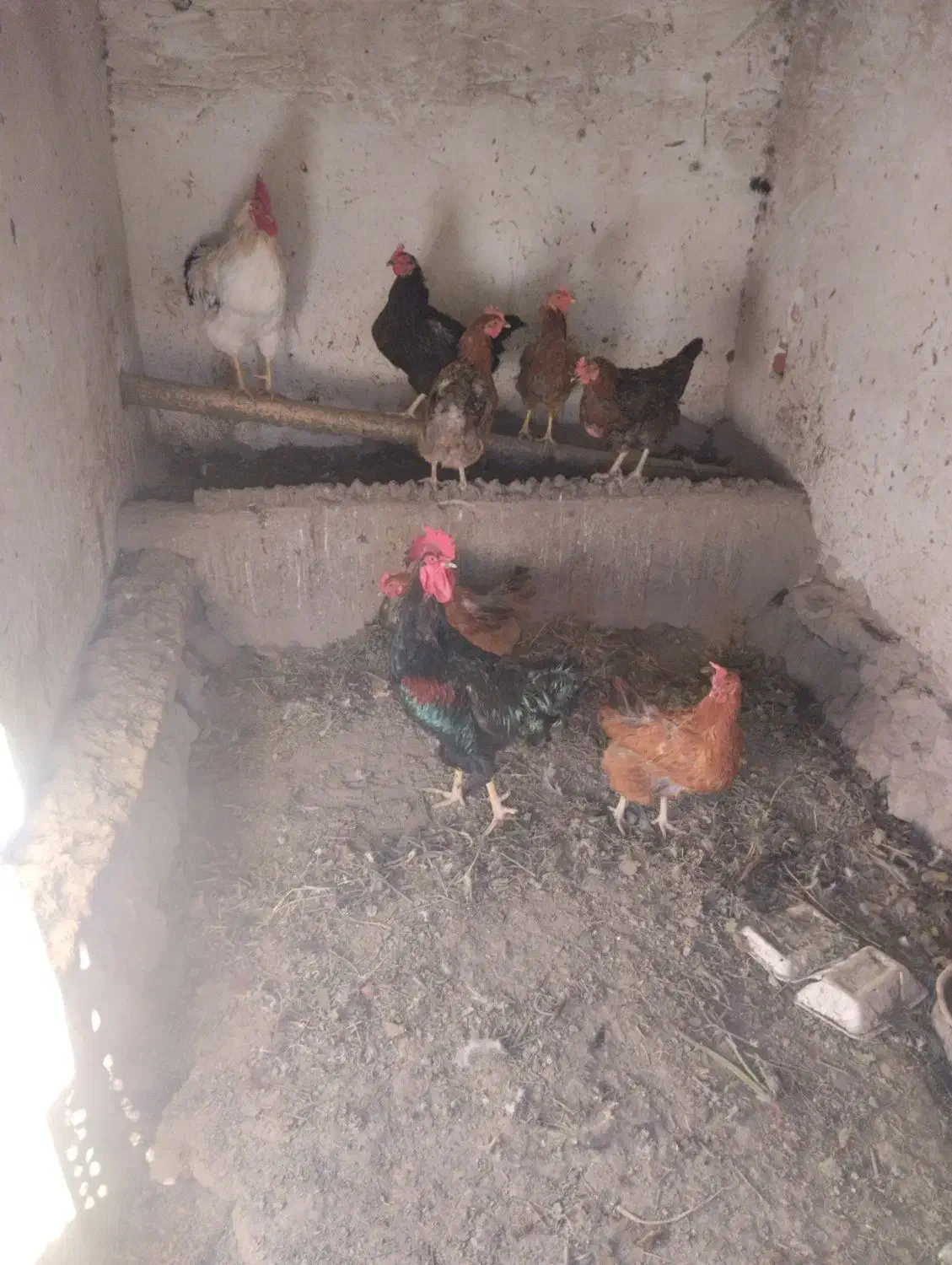 افروش مرغ تخمگذار|حیوانات مزرعه|عجب شیر, |دیوار