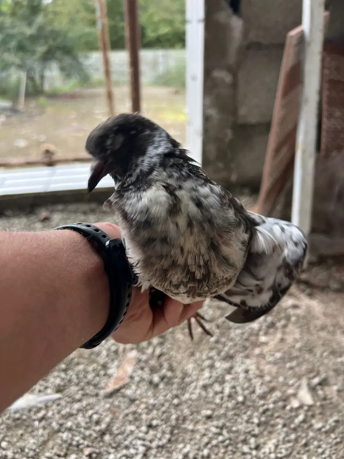 فروش یک جفت کبوتر پرشی|پرنده|رضوانشهر, |دیوار