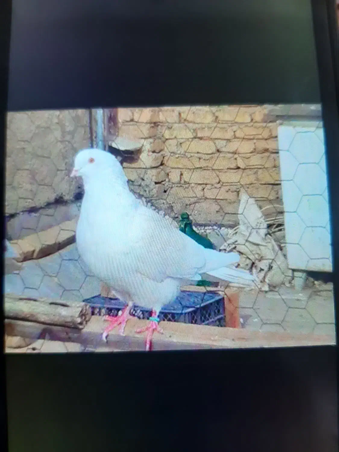 کبوتر پرشی|پرنده|هشتگرد, شهرک ولیعصر (مصلی)|دیوار