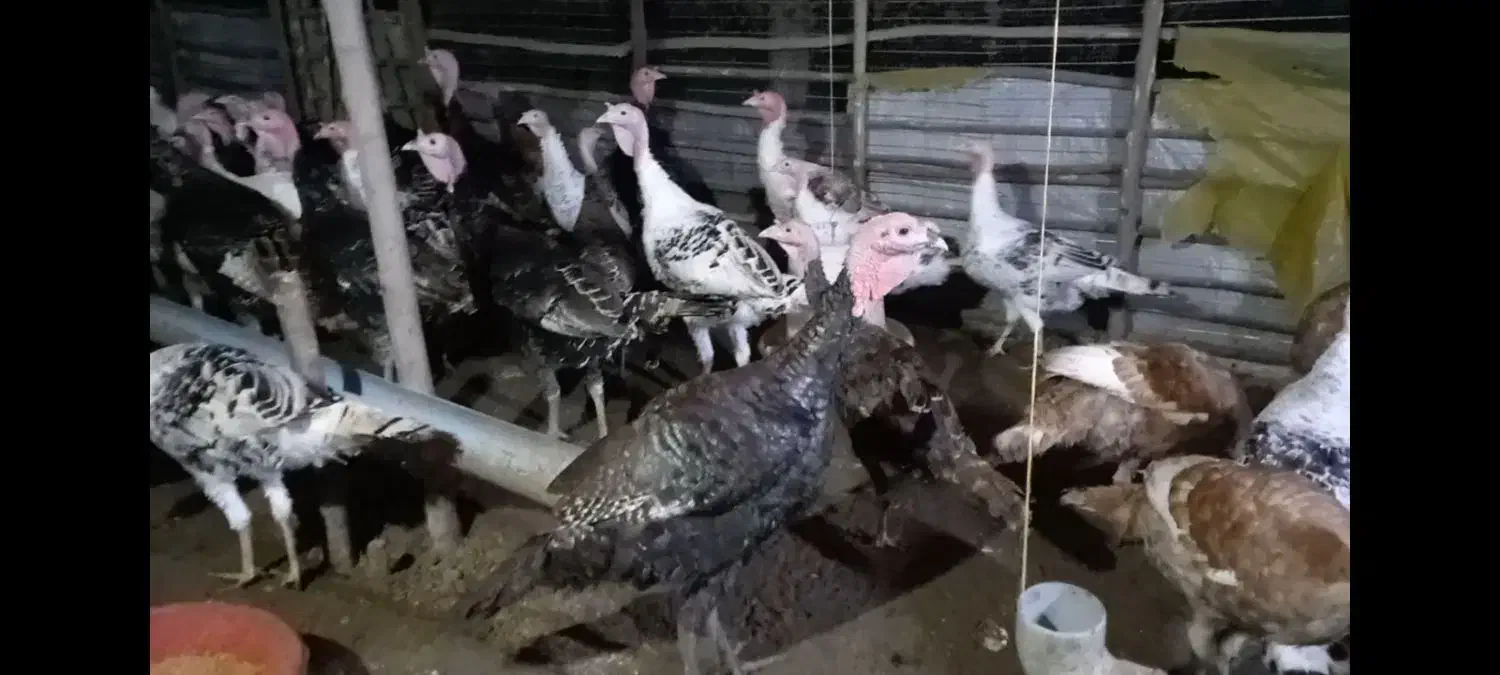 بوقلمون و مرغ محلی و تخم بوقلمون نطفه دار|حیوانات مزرعه|شلمان, |دیوار