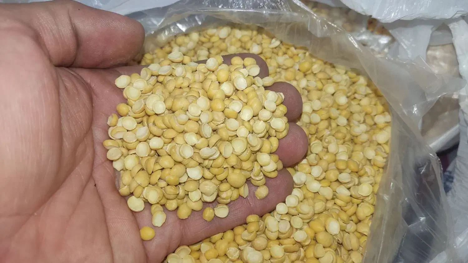 لوبیا ، نخود،  لپه ، عدس ، گندم|خوردنی و آشامیدنی|کرج, مصباح|دیوار