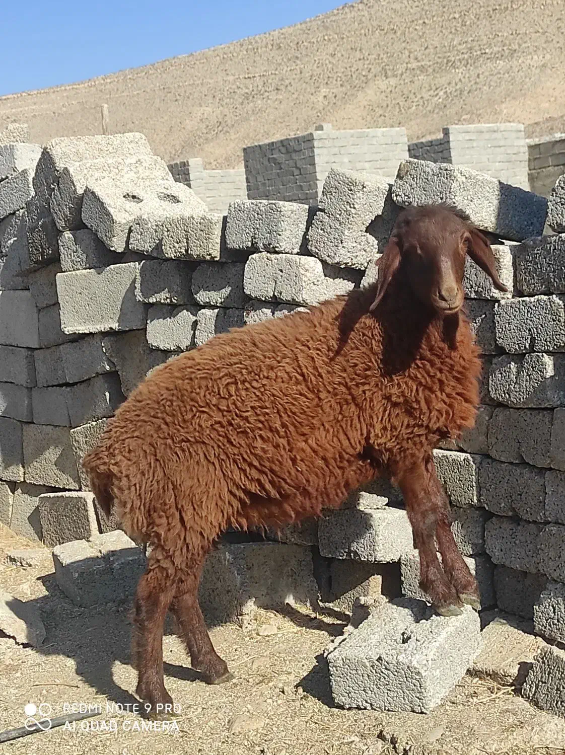 ۱راس بره ماده افشار جنس درجه یک قیمت یک بره  شیری|حیوانات مزرعه|فیروزآباد (فارس), |دیوار