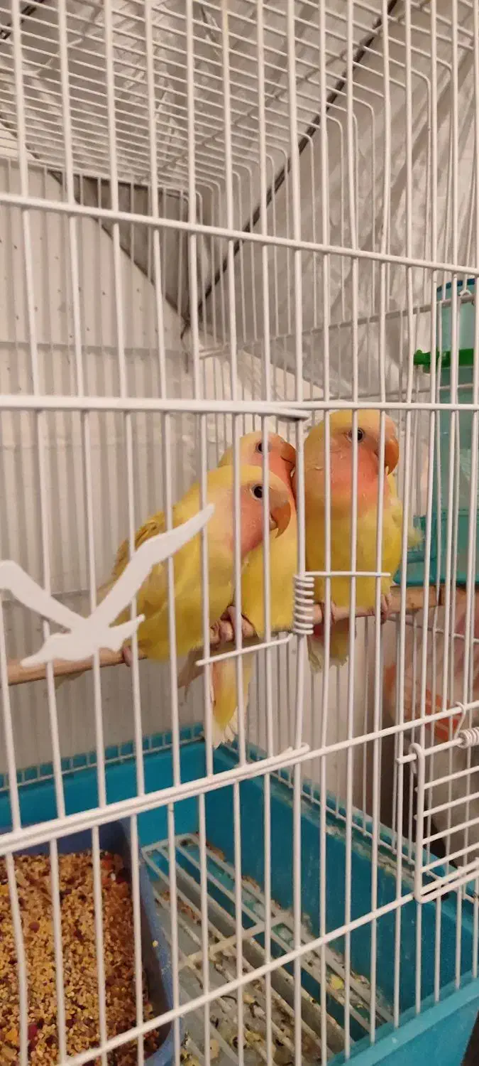 جوجه طوطی برزیلی آماده دستی شدن|پرنده|محمدیه-قزوین, |دیوار