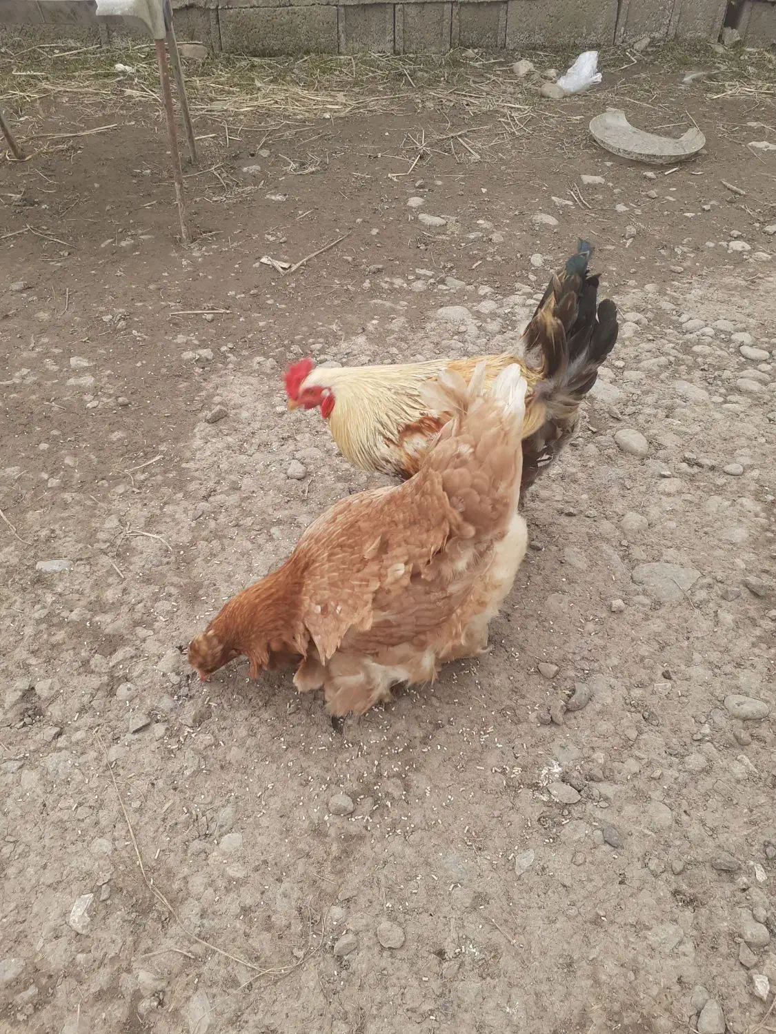 مرغ و خروس|حیوانات مزرعه|رشت, بازار|دیوار