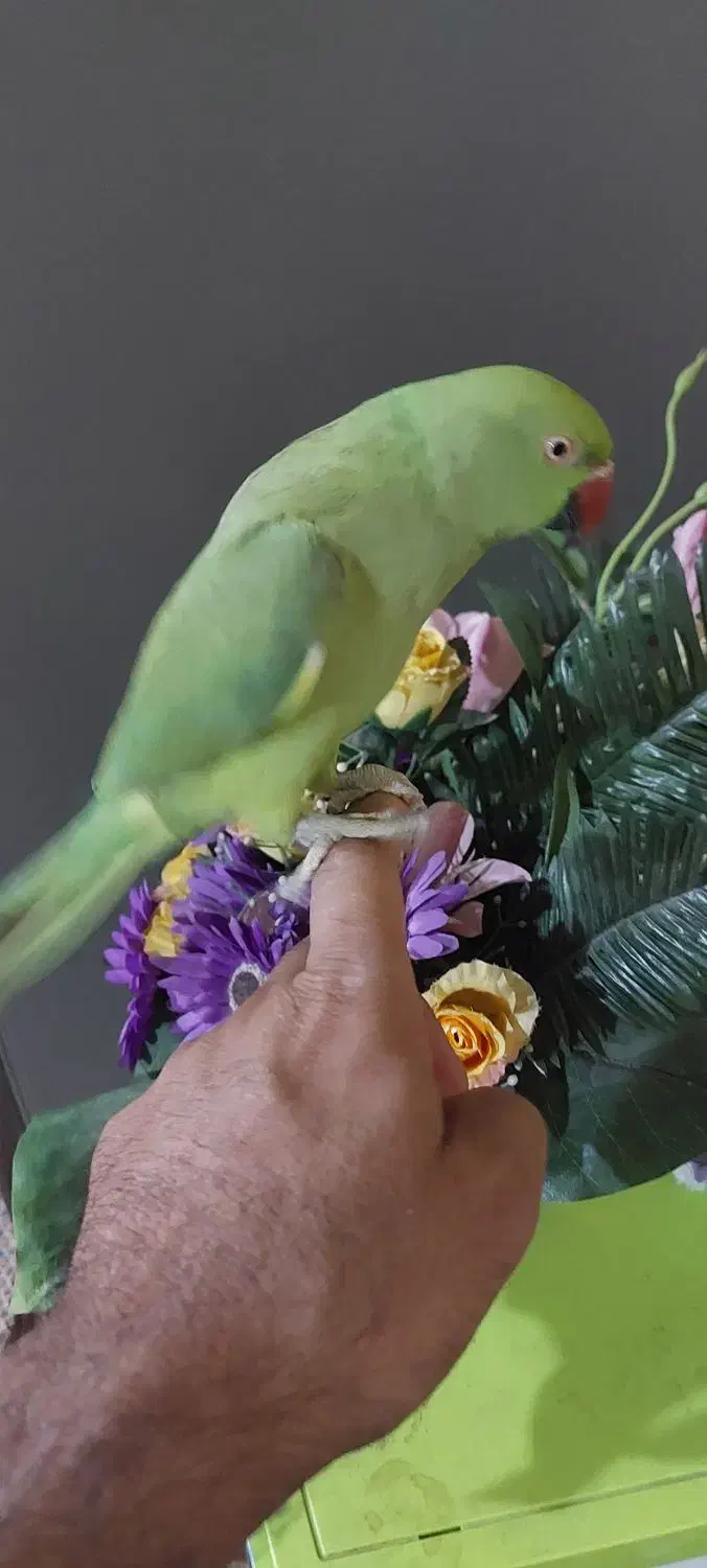 طوطی ملنگو دستی|پرنده|اهواز, زندوکیلی|دیوار