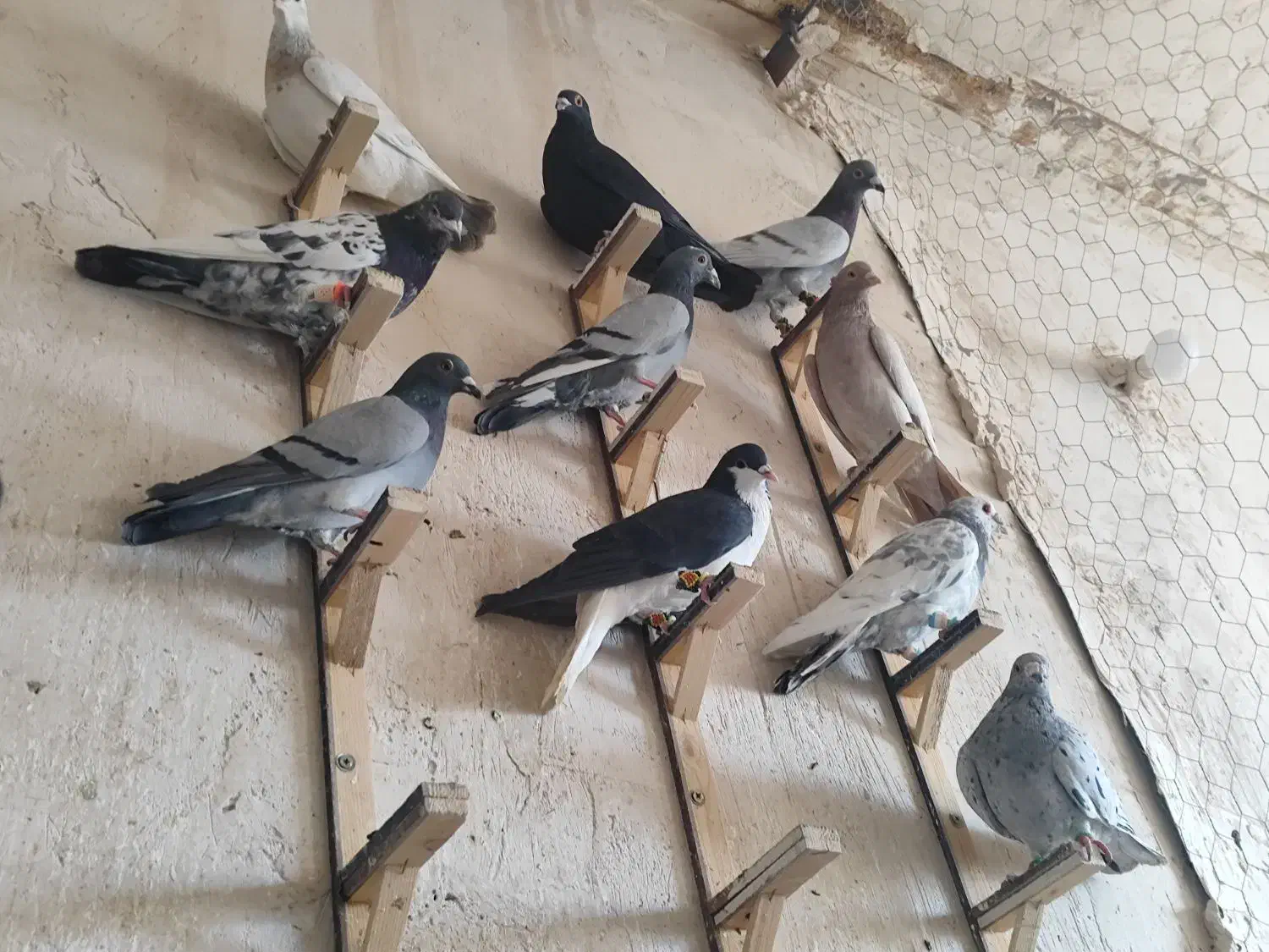 سبز|پرنده|مشهد, رباط طرق|دیوار