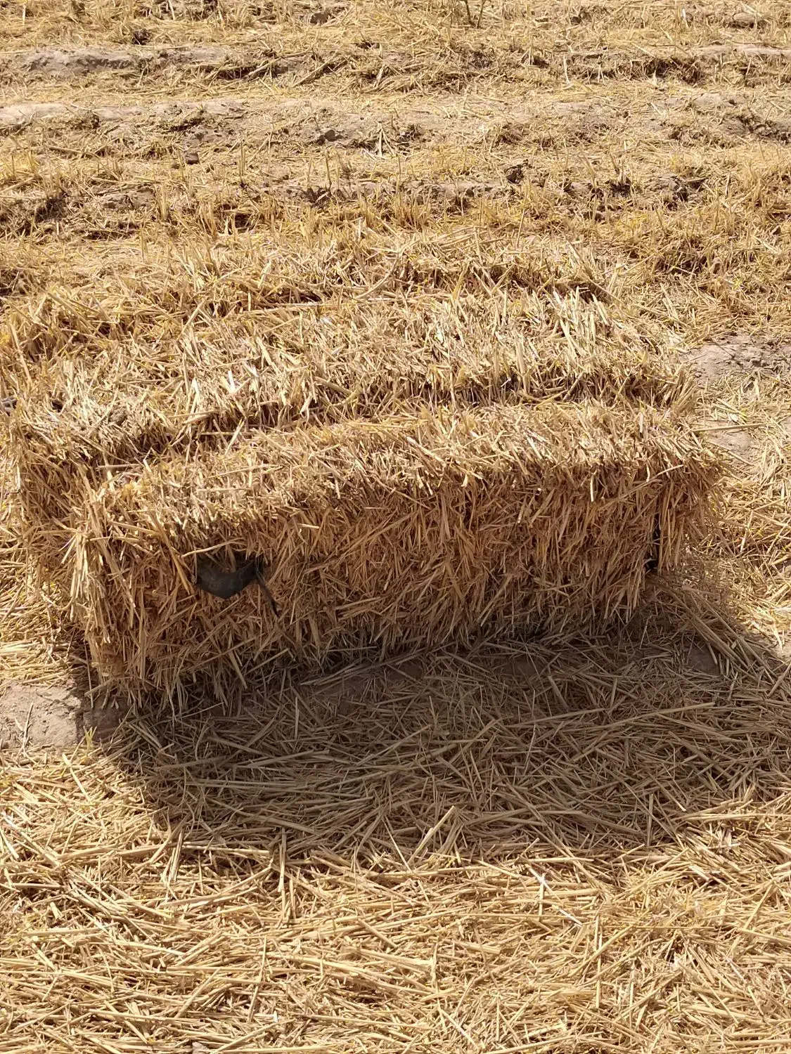 کاه پرس|عمدهفروشی|رضویه, |دیوار